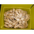 საჰაერო გამხმარი Ginger 200g და მდე